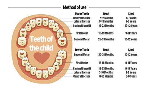 Кутия за Съхранение на Зъбите За Малки Момичета, Дървена Кутия За Феята на Зъбките, Детски Органайзер За Съхранение